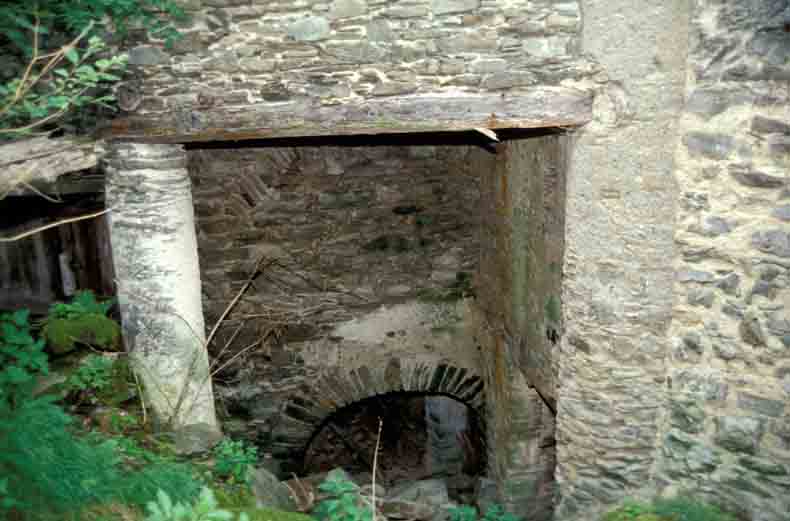 immagine CHIOTTI