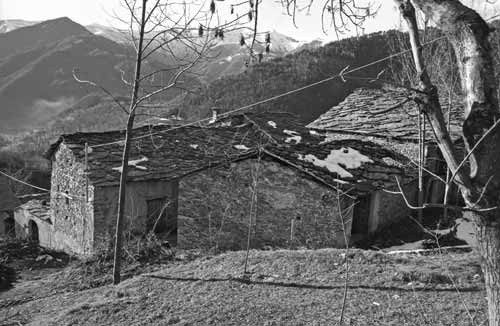 immagine BRUSCO